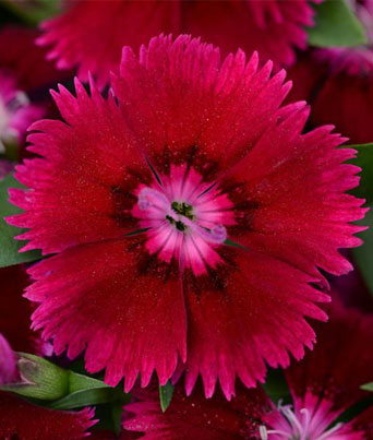 Dianthus