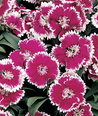 Dianthus