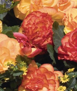 Begonia 