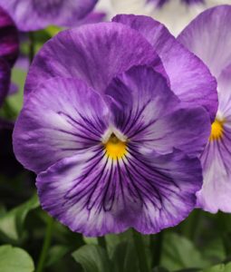 Pansy 