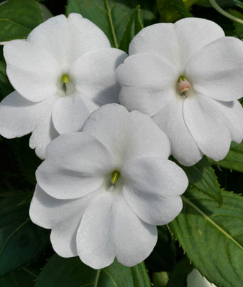 Impatiens