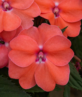 Impatiens