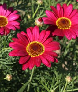 Argyranthemum 