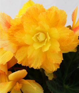 Begonia 