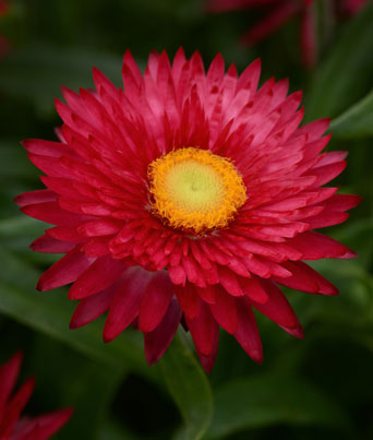 Bracteantha