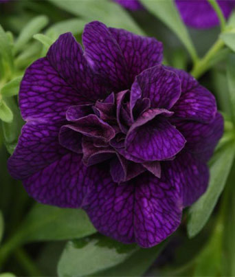 Calibrachoa