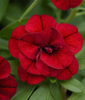 Calibrachoa