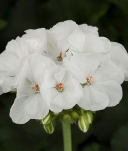 Geranium Americana® Series Image