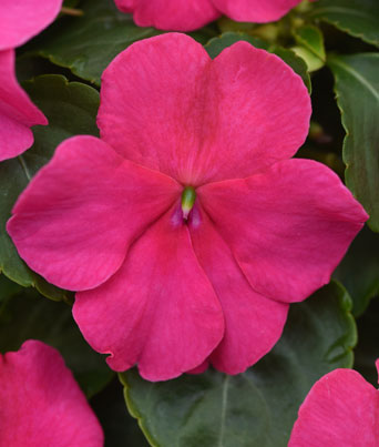 Impatiens