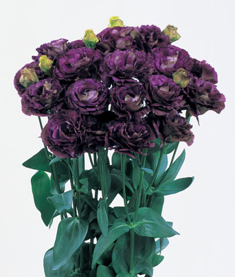 Lisianthus