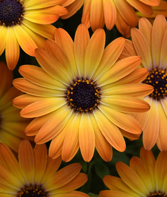 Osteospermum