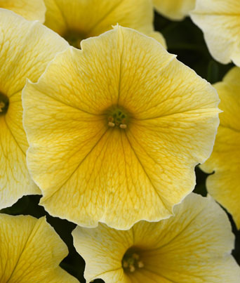 Petunia