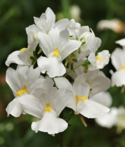 Nemesia 