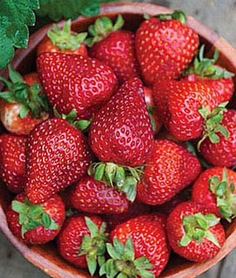 Strawberry