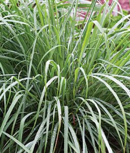 Lemon Grass Image