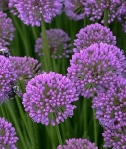 Allium 