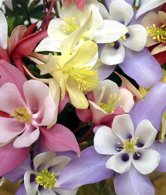 Aquilegia
