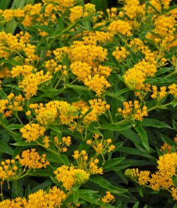 Asclepias tuberosa 