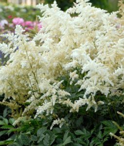 Astilbe 