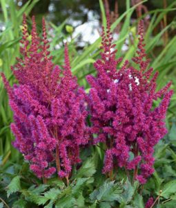 Astilbe 