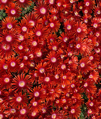 Delosperma