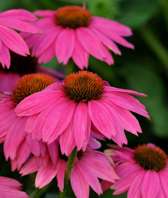 Echinacea