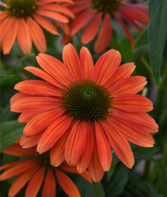 Echinacea
