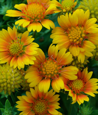 Gaillardia