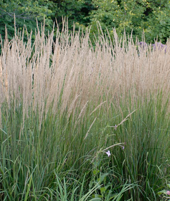 Grass Calamagrostis