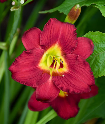 Hemerocallis