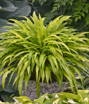 Hosta