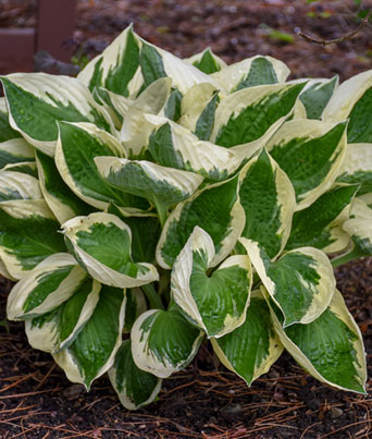 Hosta