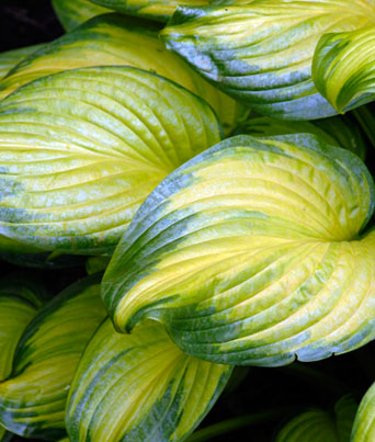 Hosta