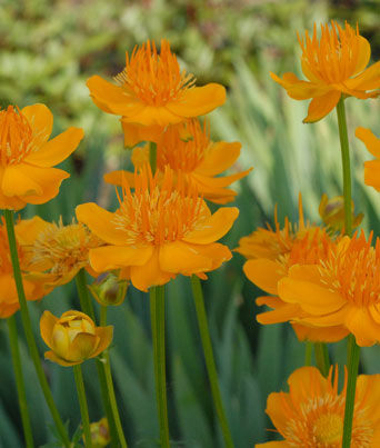 Trollius
