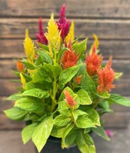 Celosia, Summer 