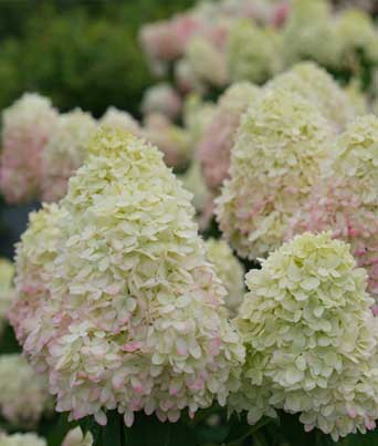 Hydrangea paniculata