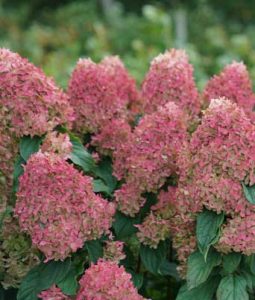 Hydrangea paniculata 