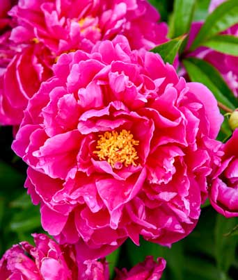 Paeonia