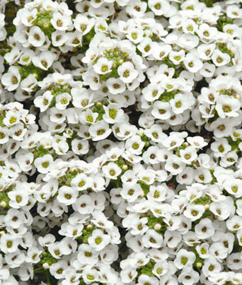 Alyssum 