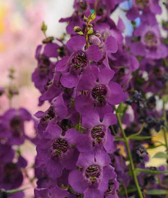 Angelonia 