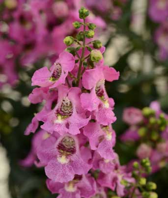 Angelonia 