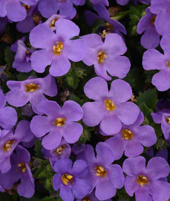 Bacopa 