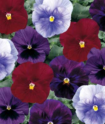 Pansy 