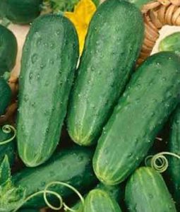 Cucumber 