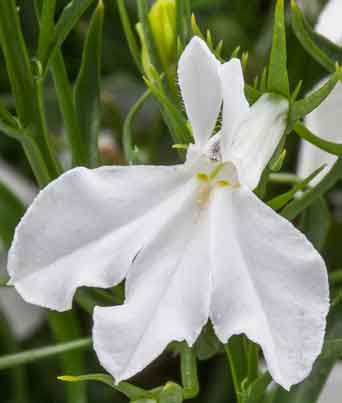 Lobelia
