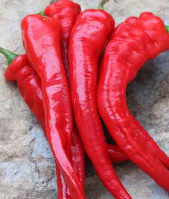 Pepper, Hot