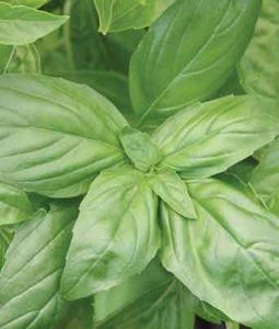 Basil 