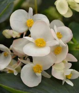 Begonia 