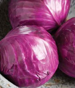 Flowering Cabbage 