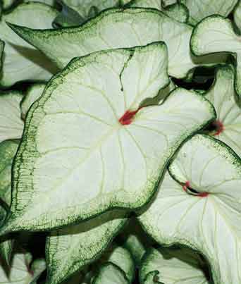 Caladium